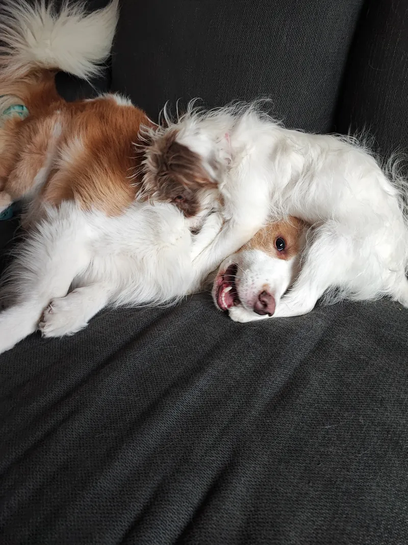 Gozer en Sissy samen slapend